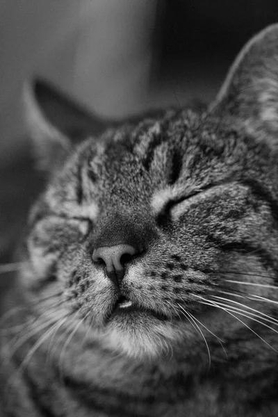 Beautiful Facial Expression Cat Felix — Fotografia de Stock