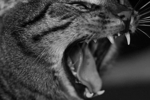 Beautiful Facial Expression Cat Felix — Stock Photo, Image