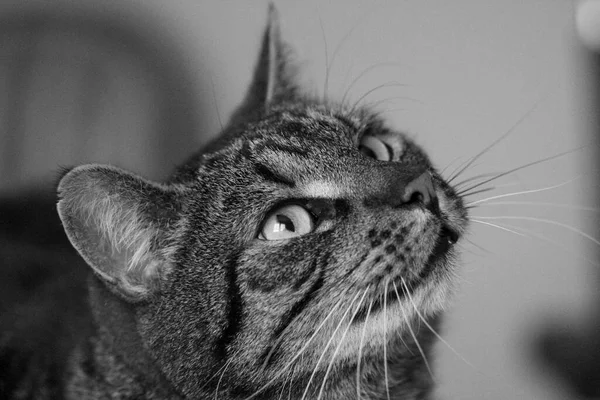 Bela Expressão Facial Gato Felix — Fotografia de Stock