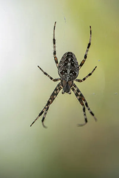Spider Striped Pattern Waiting Its Cobweb Its Prey — Foto Stock
