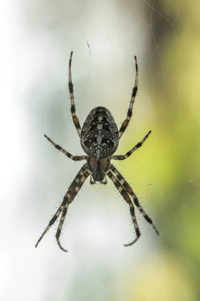 Spider Striped Pattern Waiting Its Cobweb Its Prey — Stockfoto