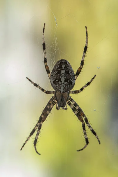 Spider Striped Pattern Waiting Its Cobweb Its Prey — Stockfoto