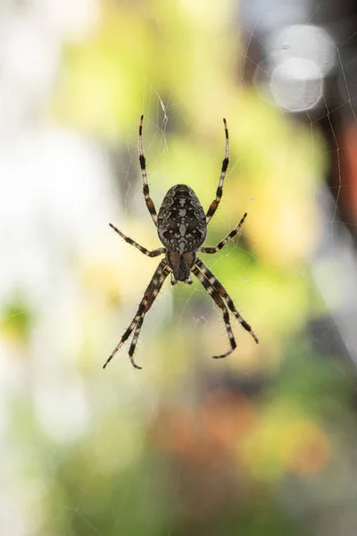 Uma Aranha Com Padrão Listrado Esperando Sua Teia Aranha Por — Fotografia de Stock