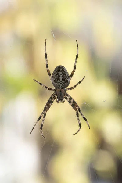 Spider Striped Pattern Waiting Its Cobweb Its Prey — Foto Stock