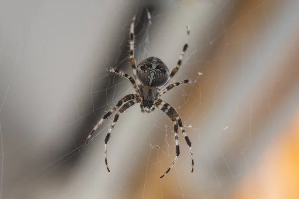 Uma Aranha Com Padrão Listrado Esperando Sua Teia Aranha Por — Fotografia de Stock