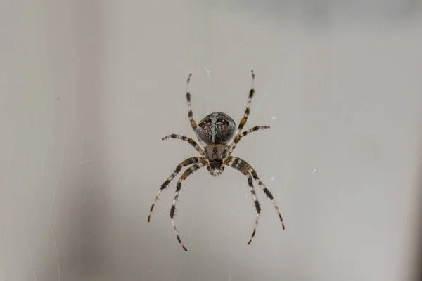 Uma Aranha Com Padrão Listrado Esperando Sua Teia Aranha Por — Fotografia de Stock