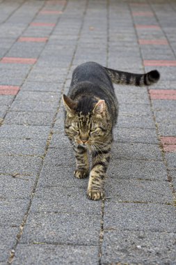Cat Felix sahada kameraya doğru yürüyor.