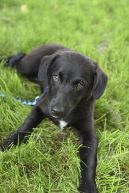 Güzel genç köpek Kaya bahçede oynuyor.