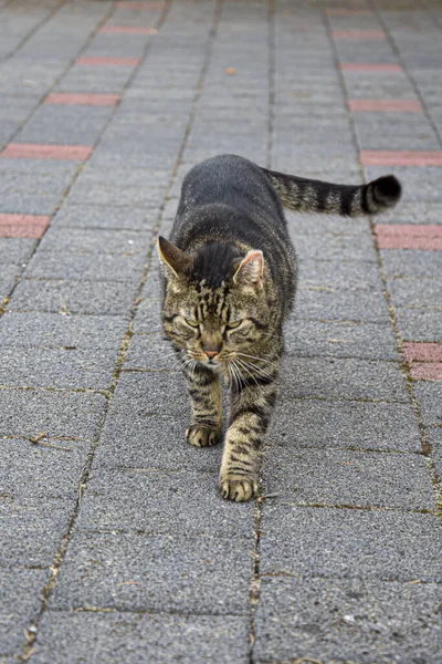 Cat Felix Walking Court Camera — Stock Fotó