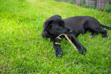 Güzel genç köpek Kaya bahçede oynuyor.