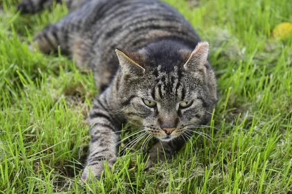 Cat Felix Enjoys Being Garden — Stockfoto