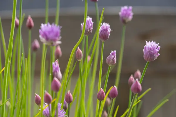 Chive Blossoms Spring Balcony — Photo