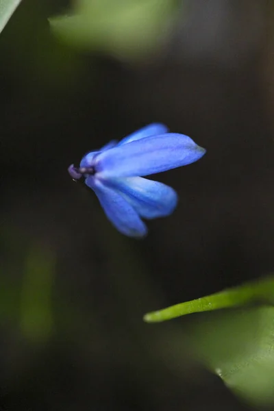 Closeup Foto Uma Vibrante Flor Azul Squill — Fotografia de Stock