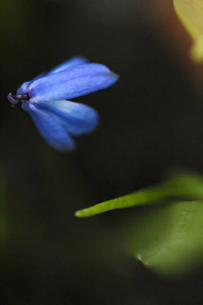 Closeup Photo Vibrant Blue Squill Flower — Stockfoto