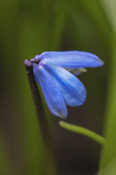 Nahaufnahme Foto Einer Lebendigen Blauen Squill Blume — Stockfoto