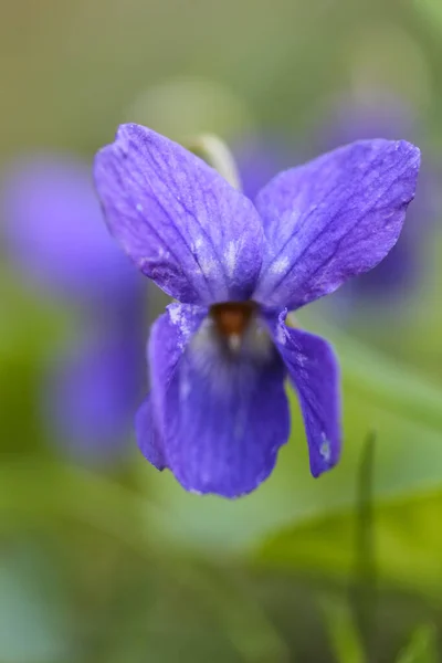 Macro Photo Une Fleur Violette — Photo