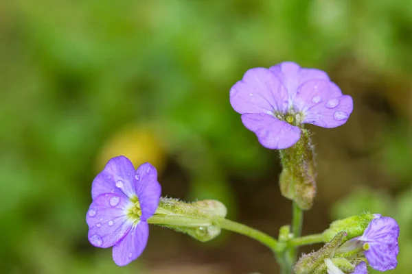 Macro Photo Small Purple Flowers Blurry Background — Photo