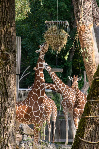 Beautiful Elegant Giraffes Zoo Hellabrunn Munich Germany — Stock Fotó