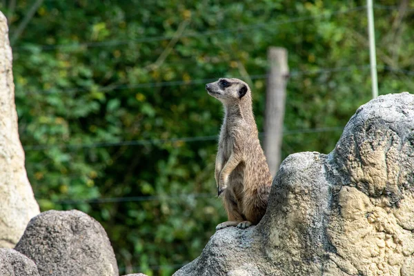 Ένας Meerkat Φρουρεί Την Οικογένειά Του Από Ένα Βράχο Hellabrunn — Φωτογραφία Αρχείου