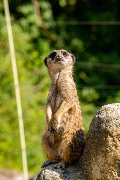 Meerkat Guarding His Family Rock Hellabrunn Zoo Munich Germany — Stockfoto