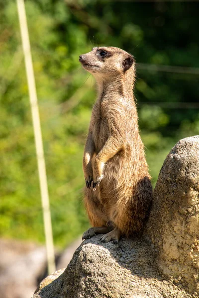 Ένας Meerkat Φρουρεί Την Οικογένειά Του Από Ένα Βράχο Hellabrunn — Φωτογραφία Αρχείου