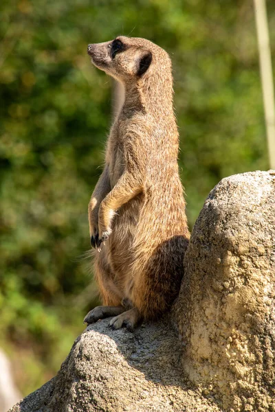 Ein Erdmännchen Bewacht Seine Familie Von Einem Felsen Tierpark Hellabrunn — Stockfoto
