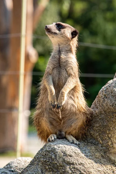 Ein Erdmännchen Bewacht Seine Familie Von Einem Felsen Tierpark Hellabrunn — Stockfoto