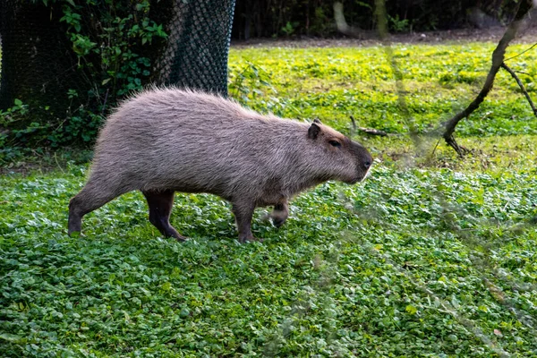 Beautiful Capybara Walking Water Hellabrunn Zoo Munich Germany — Foto Stock