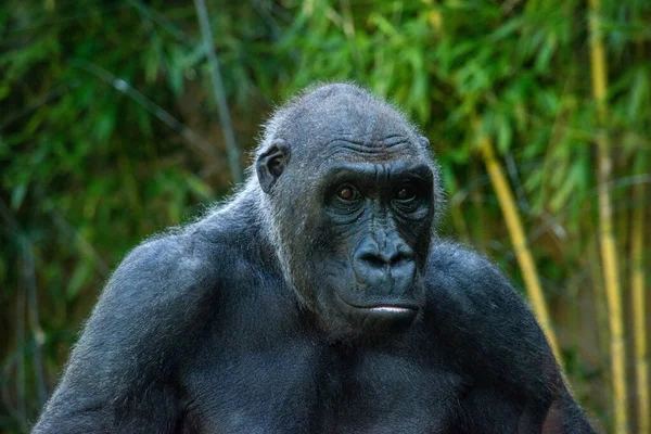 Schöner Gorilla Mit Faszinierendem Intelligenten Gesichtsausdruck Tierpark Hellabrunn München — Stockfoto