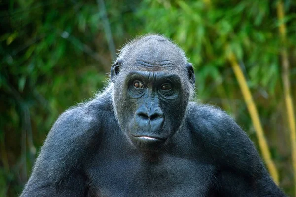 Горилла Мбаппе Очаровательным Умным Выражением Лица Мюнхенском Зоопарке — стоковое фото