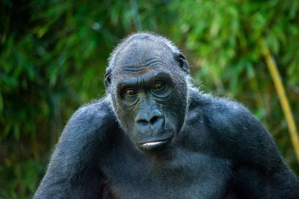 Schöner Gorilla Mit Faszinierendem Intelligenten Gesichtsausdruck Tierpark Hellabrunn München — Stockfoto