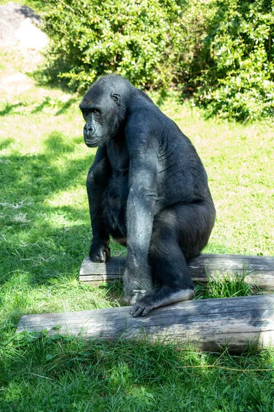 Hermoso Gorila Con Una Fascinante Expresión Inteligente Zoológico Hellabrunn Munich — Foto de Stock