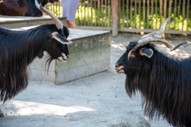 Almanya, Münih 'teki Hellabrunn hayvanat bahçesinde birbirini kışkırtan siyah saçlı iki keçi.