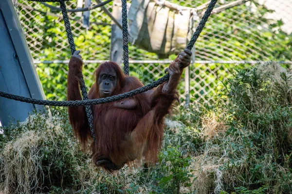 Beaux Orangs Outans Dans Zoo Hellabrunn Munich Allemagne — Photo