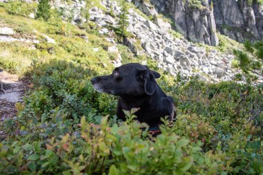 Yüksek Tauern Ulusal Parkı 'nda bir köpekle yürüyüş, Avusturya Alpleri.