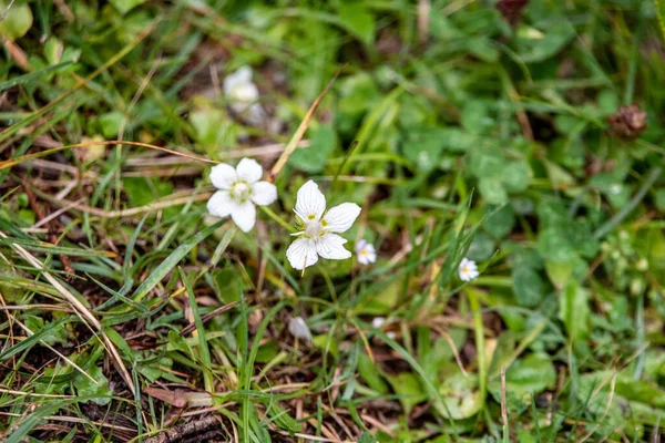 Marsh Grass Parnassus Blooming Austrian Alps — Foto Stock