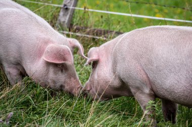 Avusturya Alpleri 'ndeki çim çayırında eğlenen iki domuz.