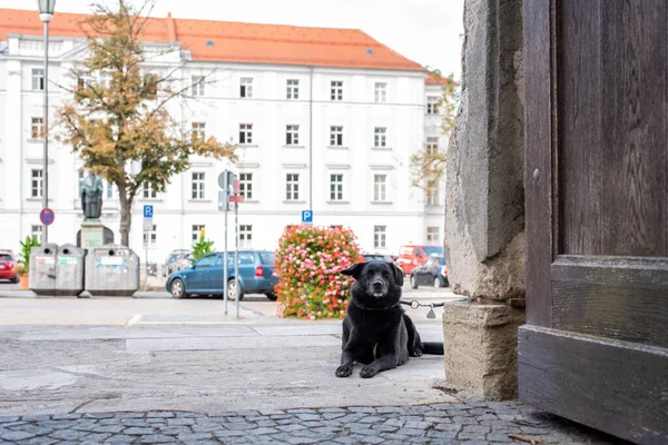 若い犬待っていますでゲートでRegensburg彼のマスター ドイツ — ストック写真