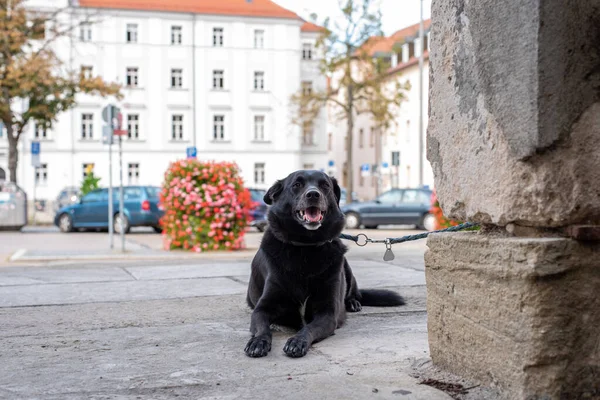 Genç Köpek, Regensburg 'da efendisi Almanya' yı bekliyor.