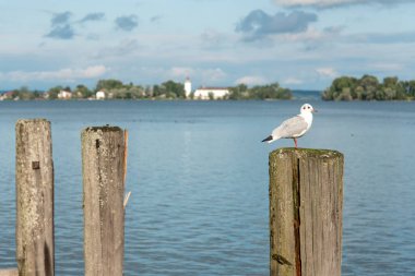 Bir martı Herrenchiemsee Limanı 'nda oturuyor Fraueninsel Adası, Chiemsee Gölü, Bavyera, Almanya
