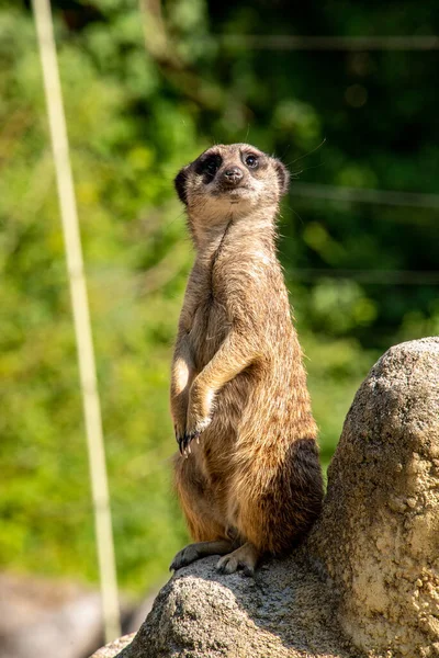 Ένας Meerkat Φρουρεί Την Οικογένειά Του Από Ένα Βράχο Hellabrunn — Φωτογραφία Αρχείου