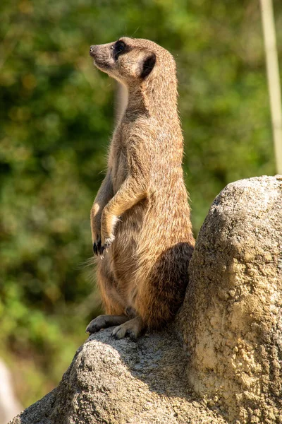 Ένας Meerkat Φρουρεί Την Οικογένειά Του Από Ένα Βράχο Hellabrunn — Φωτογραφία Αρχείου