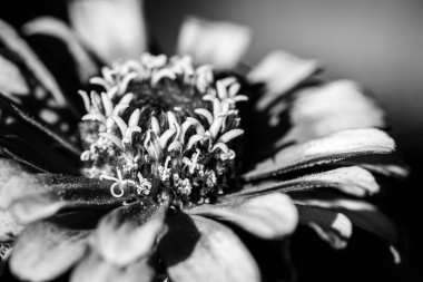 Bir buket çiçeğin içindeki güzel renkli bir makinenin yakın görüntüsü.