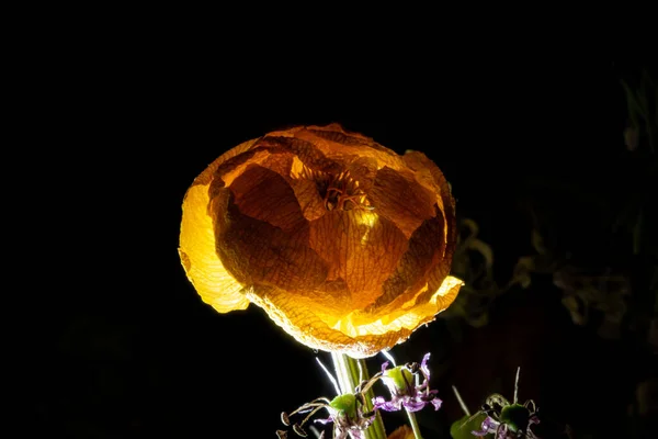 Vissnad Blombukett Upplyst Mörkret — Stockfoto