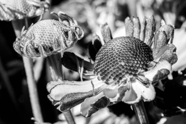 Güzel solmuş çiçeklerin buketteki yakın görüntüsü