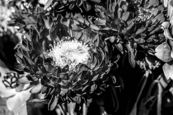 Stor Krysantemum Bukett Blommor — Stockfoto