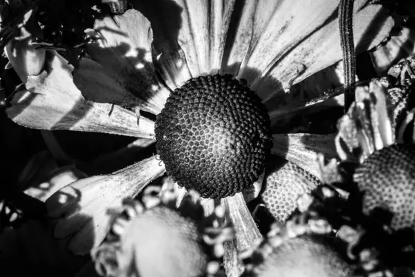 Närbild Vackert Vissnade Blommor Bukett — Stockfoto