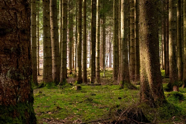 Sole Che Splende Attraverso Una Foresta Nelle Alpi Bavaresi — Foto Stock