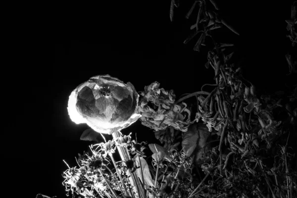 暗闇に照らされた枯れ花の花束 — ストック写真