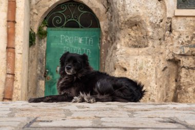 A dog laying lazy in a courtyard in front of a green gate in Matera, Southern Italy